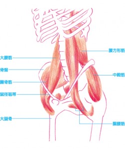 筋肉図0805