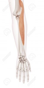 medically accurate muscle illustration of the brachioradialis
